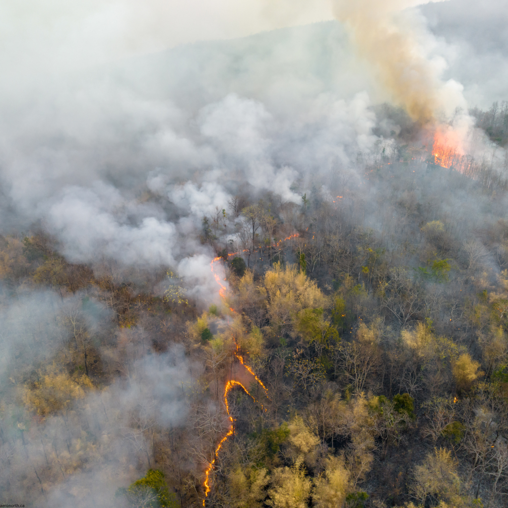 Forest Health Assessment